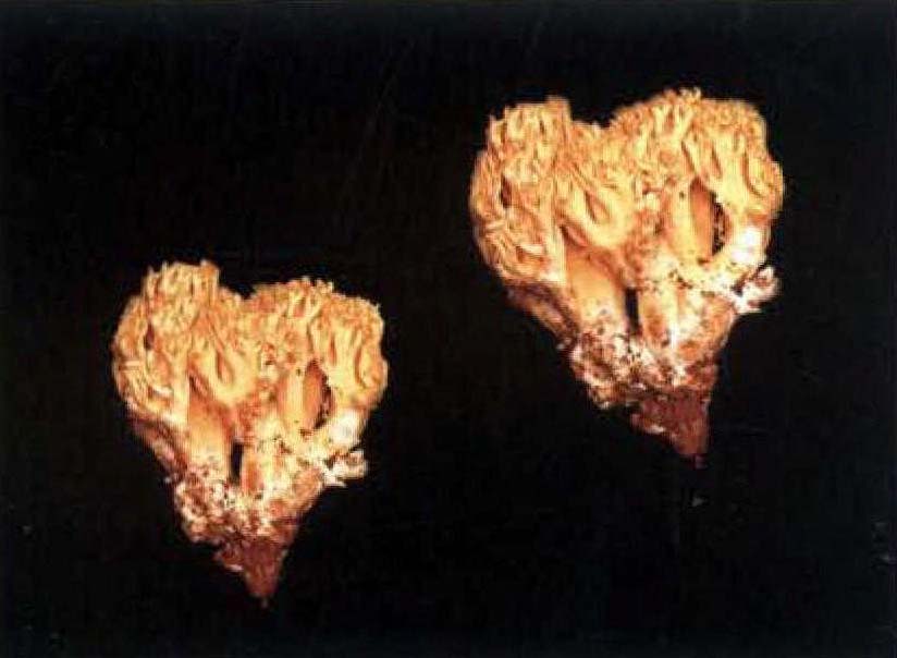 金黄枝瑚菌